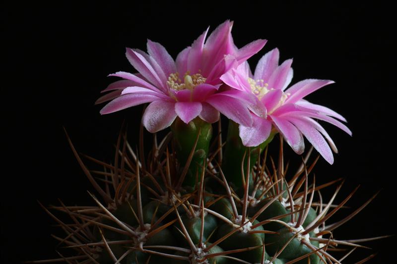 Gymnocalycium neuhuberi VS 7