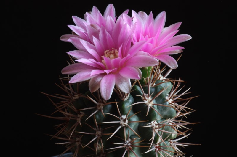 Gymnocalycium neuhuberi 