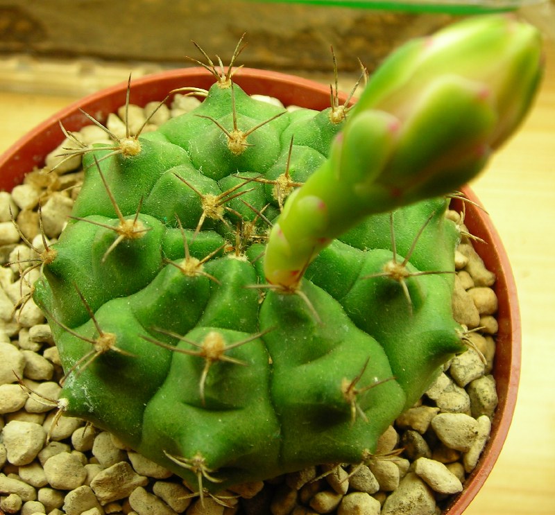 Gymnocalycium  