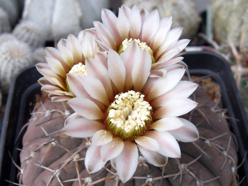 Gymnocalycium stellatum ssp. occultum 