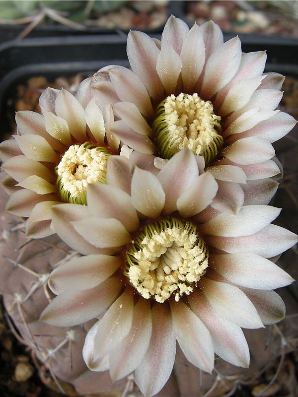 Gymnocalycium stellatum ssp. occultum 