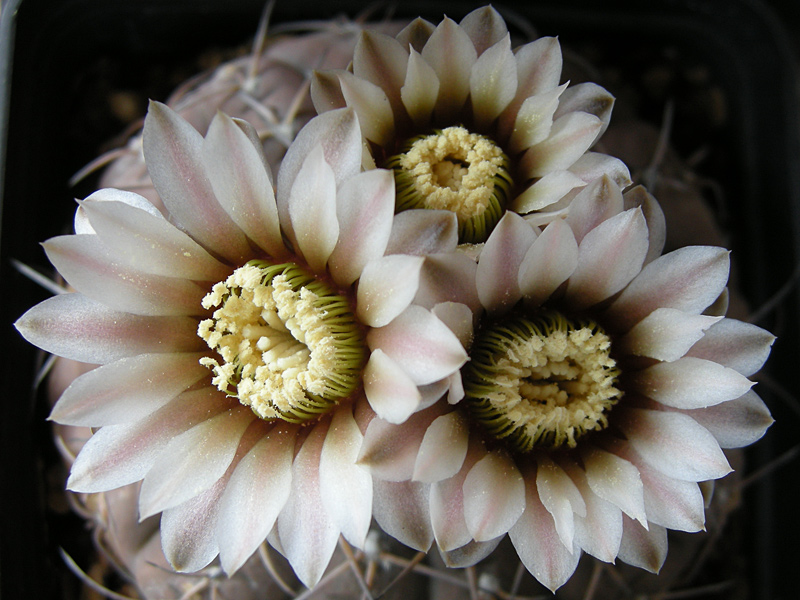 Gymnocalycium stellatum ssp. occultum 