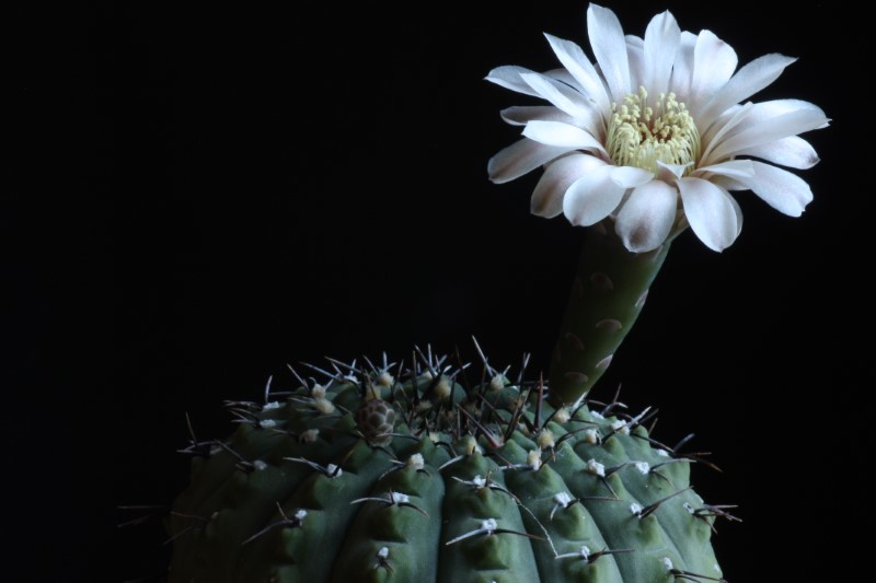 Gymnocalycium occultum 