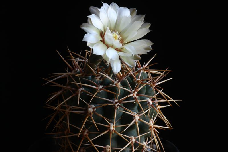 Gymnocalycium ochoterenae v. herbsthoferianum LB 386