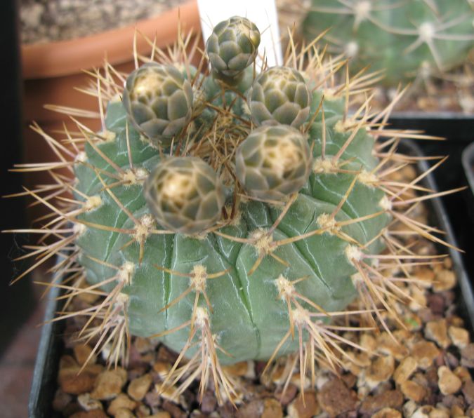 Gymnocalycium ochoterenae v. scoparium GN 859-2839