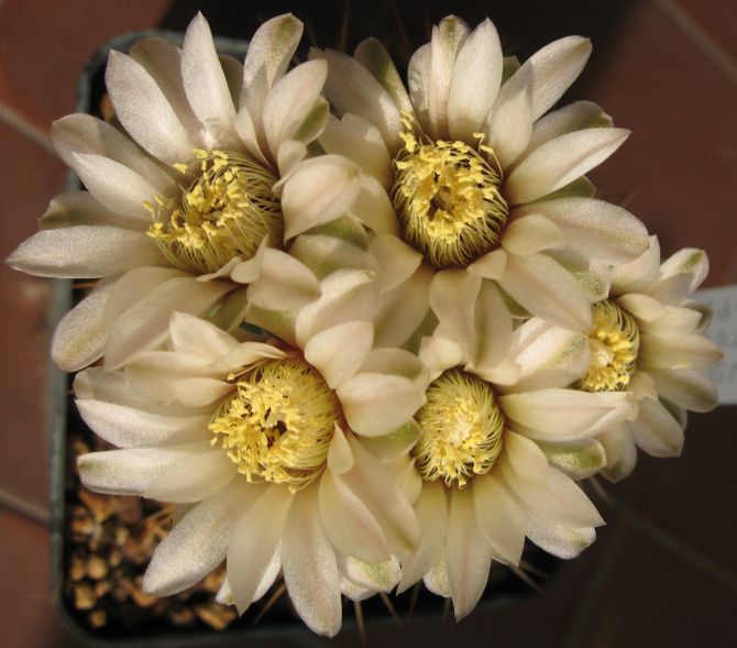 Gymnocalycium ochoterenae v. scoparium GN 859-2839