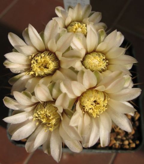 Gymnocalycium ochoterenae v. scoparium GN 859-2839