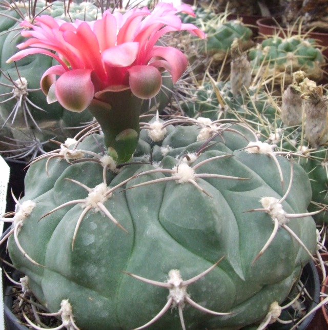 Gymnocalycium oenanthemum 