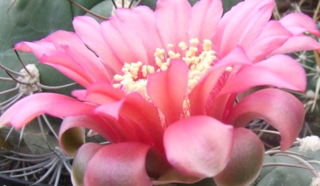 Gymnocalycium oenanthemum 