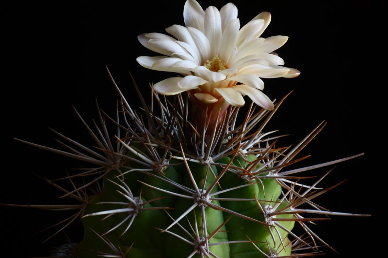 Gymnocalycium paediophilum 