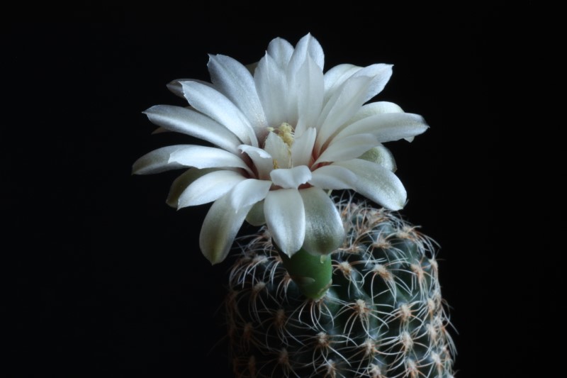 Gymnocalycium papschii 