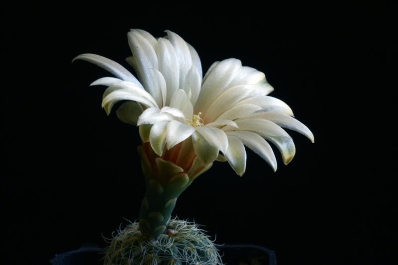 Gymnocalycium papschii 