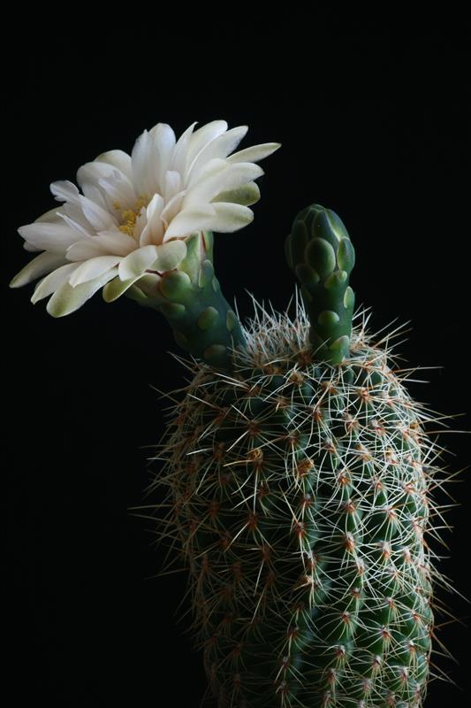 Gymnocalycium papschii 