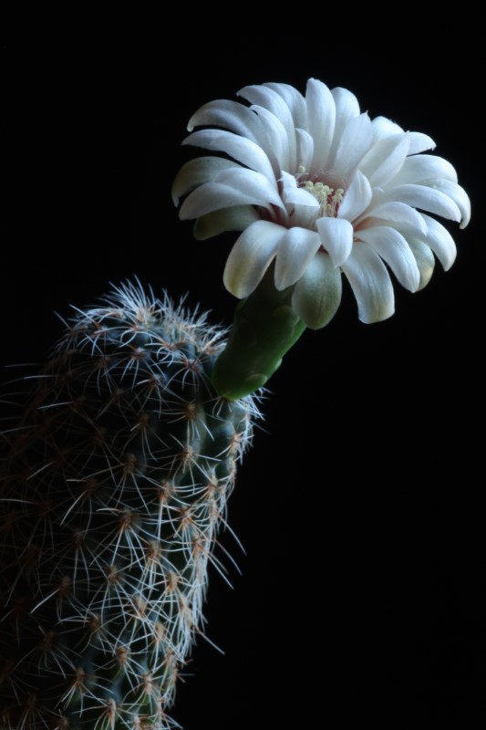 Gymnocalycium papschii 