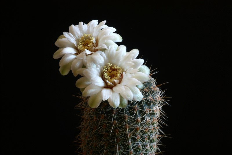 Gymnocalycium papschii 