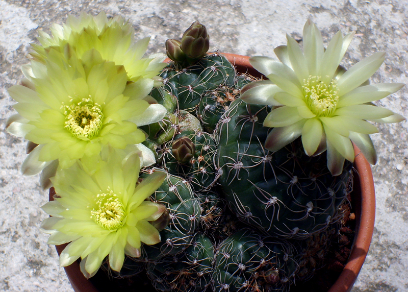 Gymnocalycium paraguayense 