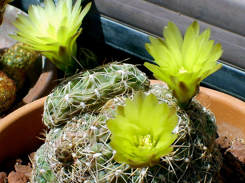 Gymnocalycium paraguayense 