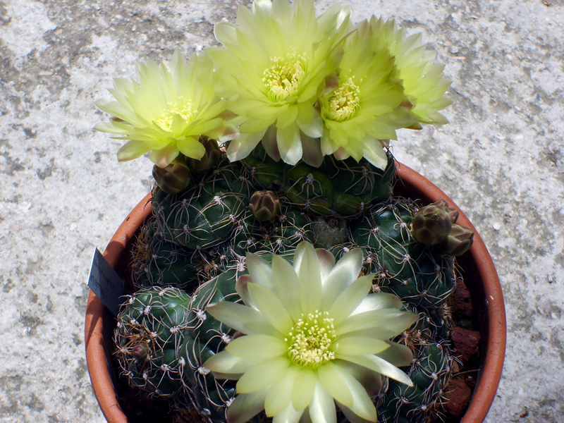 Gymnocalycium paraguayense 