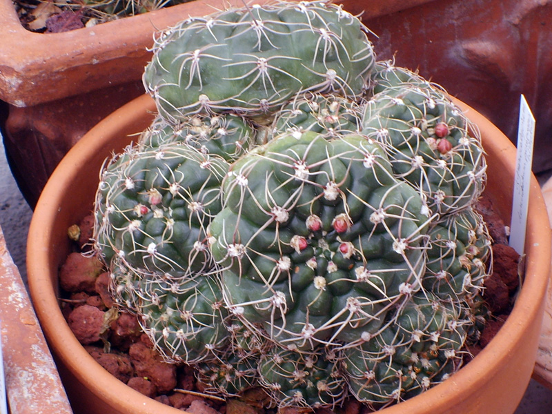 Gymnocalycium paraguayense 