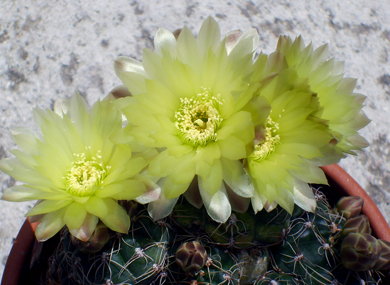 Gymnocalycium paraguayense 