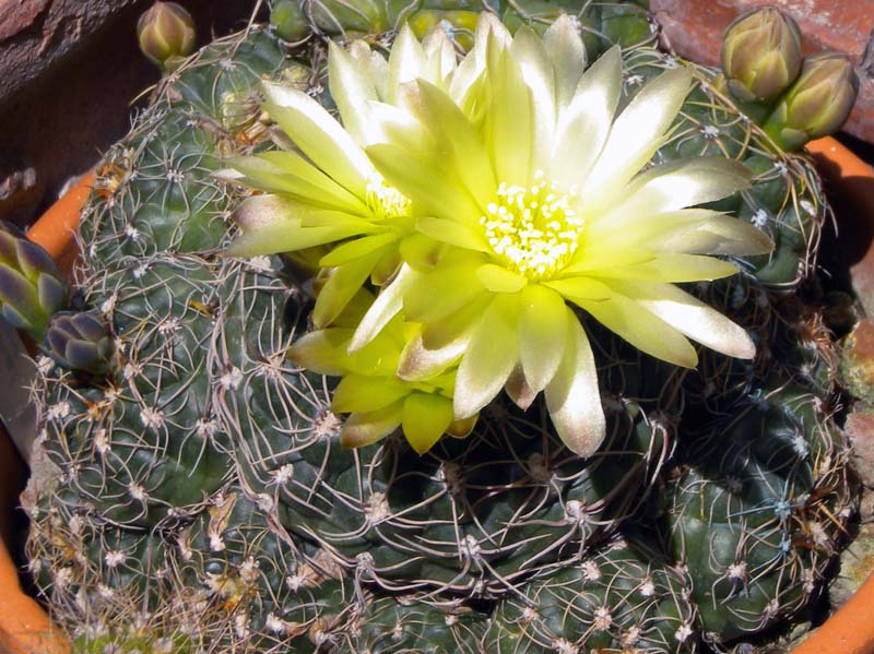 Gymnocalycium paraguayense 