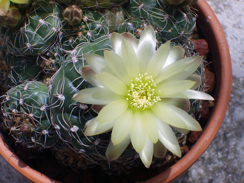 Gymnocalycium paraguayense 