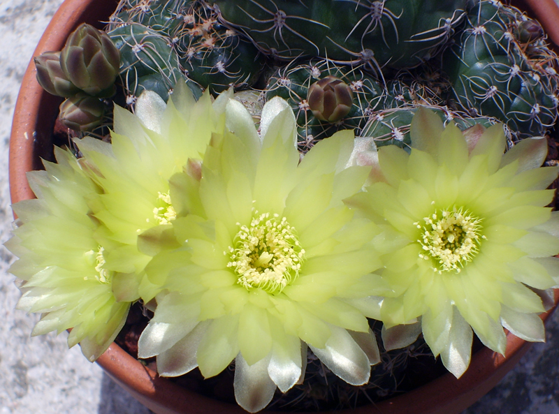 Gymnocalycium paraguayense 