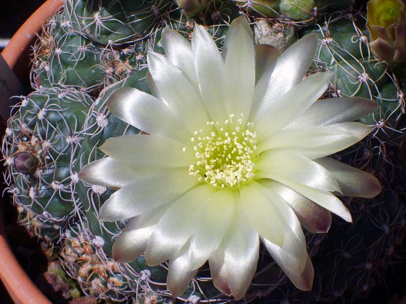 Gymnocalycium paraguayense 