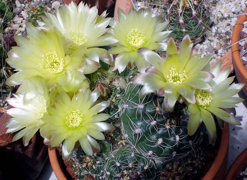 Gymnocalycium paraguayense 