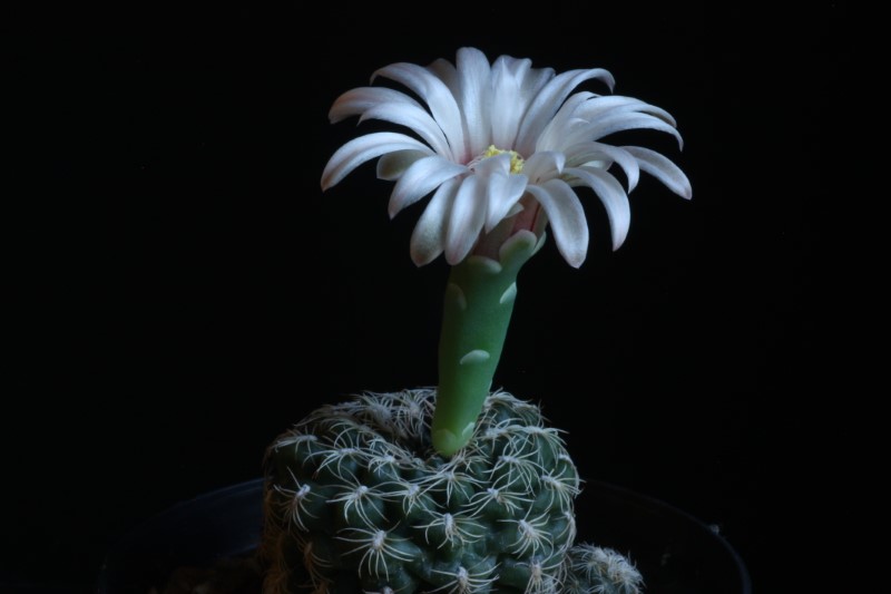 Gymnocalycium parvulum 