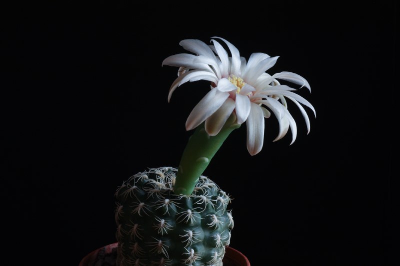 Gymnocalycium parvulum 