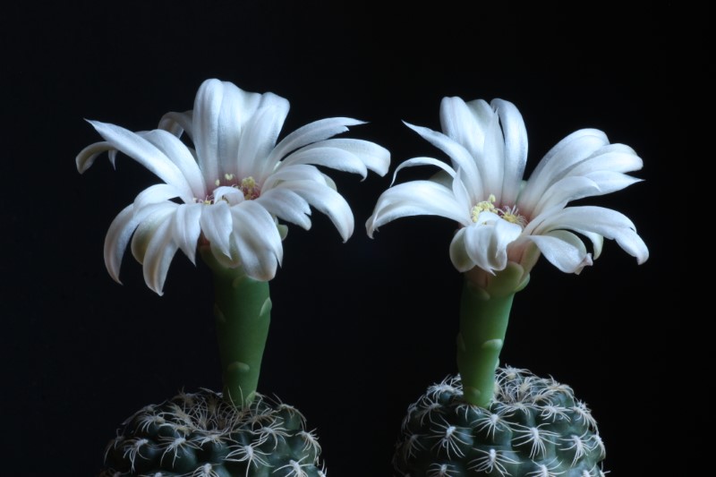 Gymnocalycium parvulum ssp. huettneri 