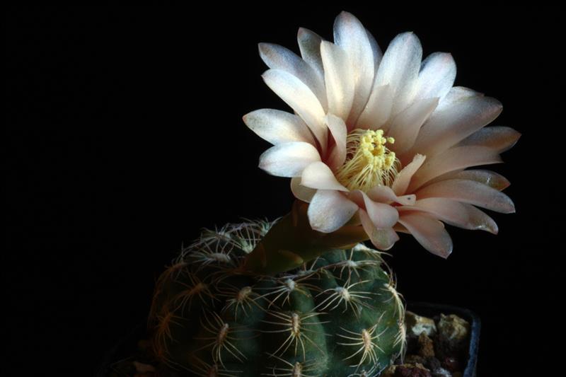 Gymnocalycium parvulum ssp. huettneri 