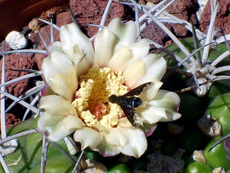 Gymnocalycium pflanzii 