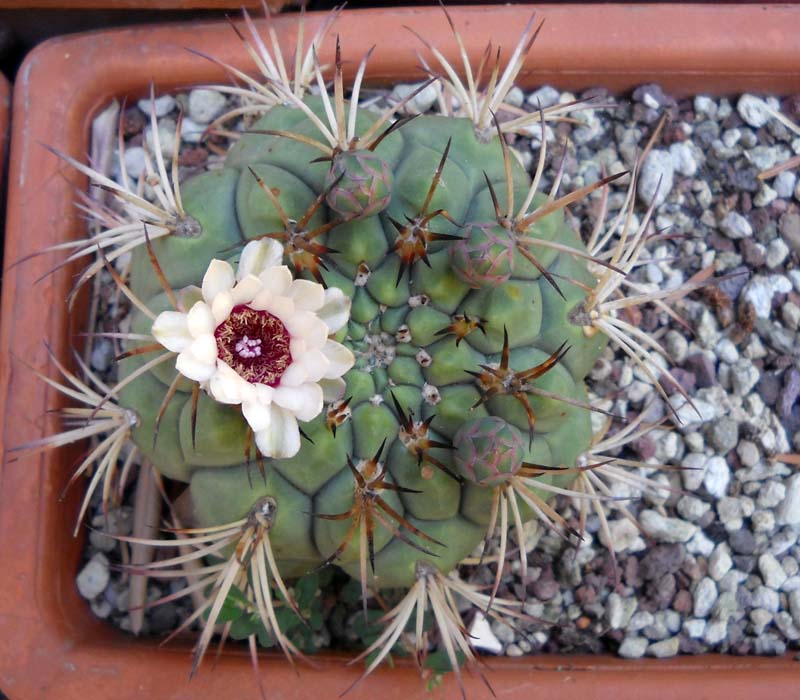 Gymnocalycium pflanzii 