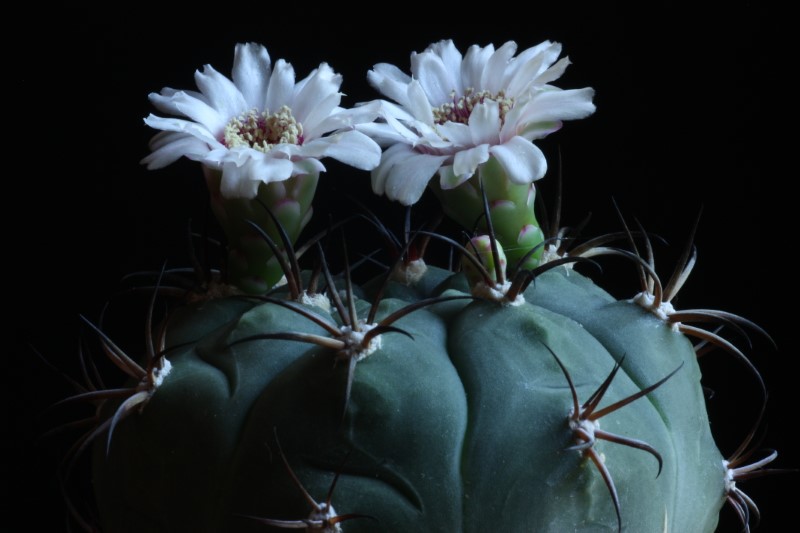 Gymnocalycium pflanzii 