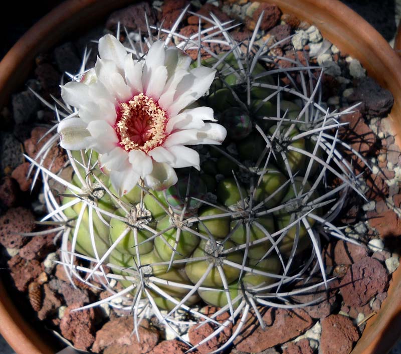 Gymnocalycium pflanzii 