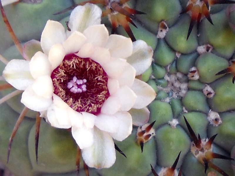 Gymnocalycium pflanzii 