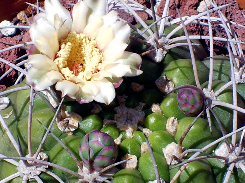 Gymnocalycium pflanzii 