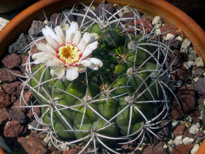 Gymnocalycium pflanzii 