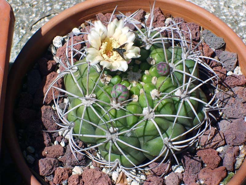 Gymnocalycium pflanzii 