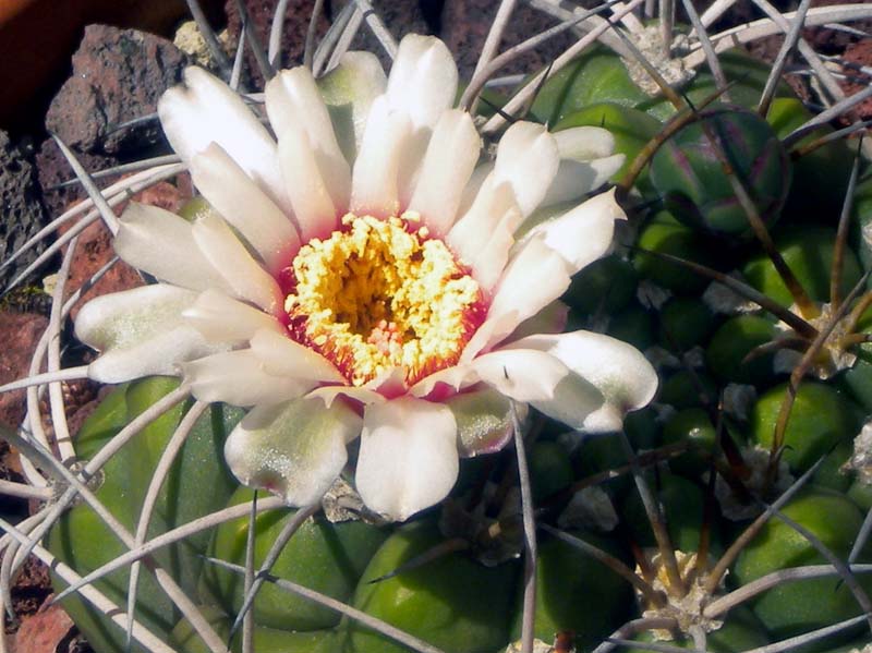 Gymnocalycium pflanzii 