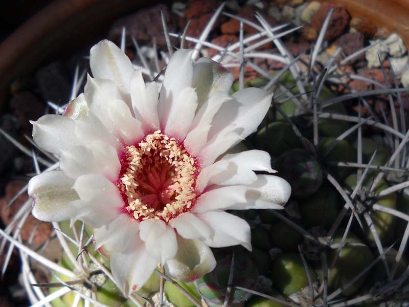 Gymnocalycium pflanzii 