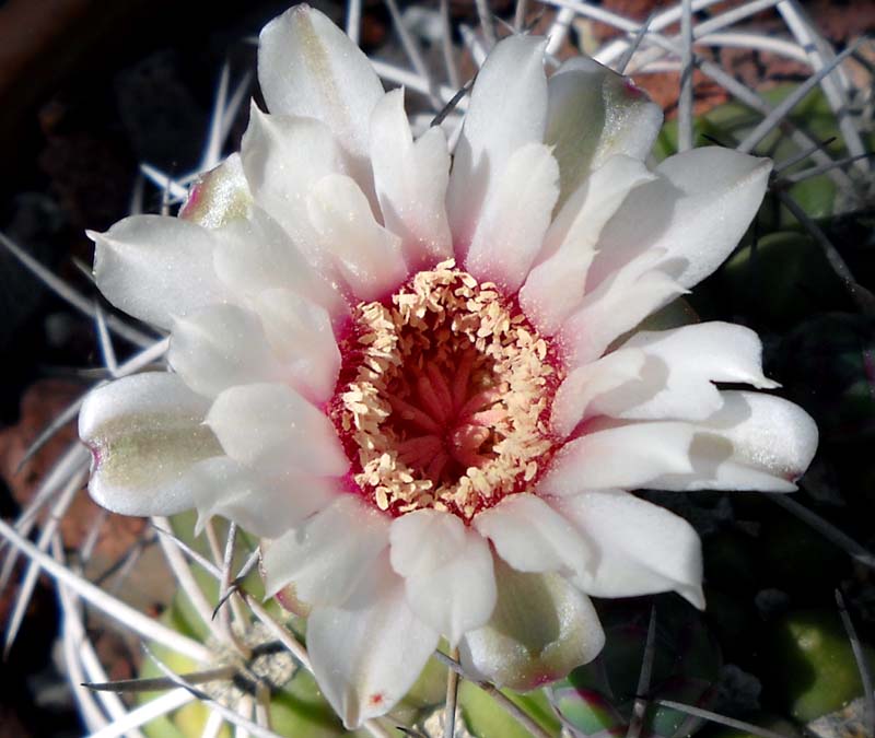 Gymnocalycium pflanzii 