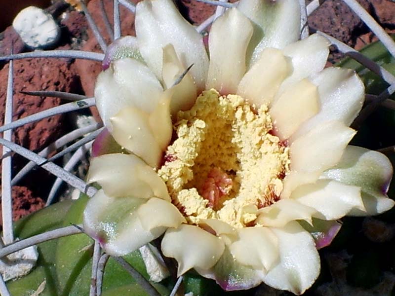 Gymnocalycium pflanzii 