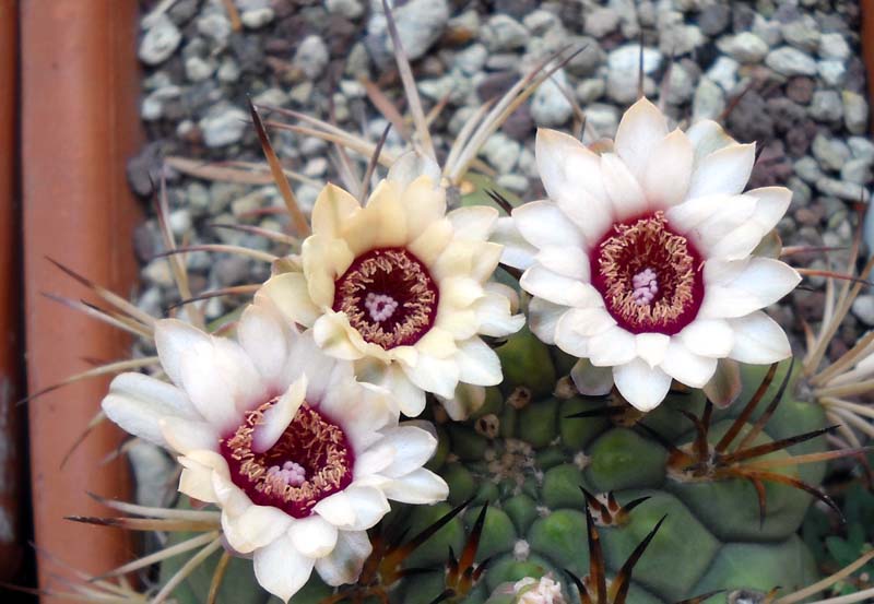 Gymnocalycium pflanzii 