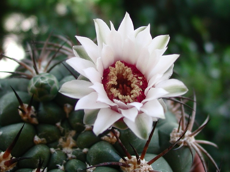 Gymnocalycium pflanzii 