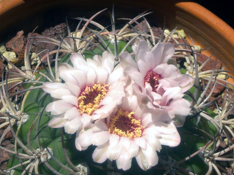 Gymnocalycium pflanzii 