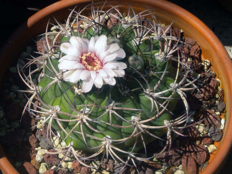 Gymnocalycium pflanzii 