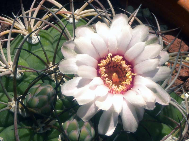 Gymnocalycium pflanzii 